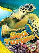 Sea Turtles by Rachel Grack