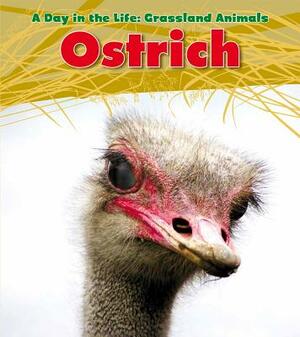 Ostrich by Louise Spilsbury