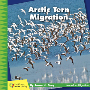 Arctic Tern Migration by Susan H. Gray