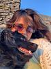 carolina_carvalho's profile picture