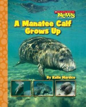 A Manatee Calf Grows Up by Katie Marsico