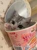 cupnoodlekitten's profile picture