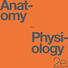 Anatomy and Physiology by Kelly A. Young, James A. Wise, J. Gordon Betts, Brandon Poe, Oksana Korol, Jody E. Johnson, Mark Womble, Eddie Johnson, Peter DeSaix, Dean Kruse, OpenStax