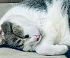 domesticbookcat's profile picture
