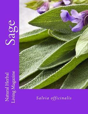 Sage - Salvia spp. by Amanda Klenner