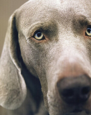 William Wegman Polaroids by William Wegman