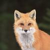 mfoxears's profile picture