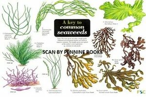 A Key To Common Seaweeds (Occasional Publications) by Carol Roberts, Steve Morrell