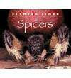 Spiders by Seymour Simon