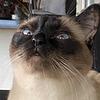 steakhusband's profile picture