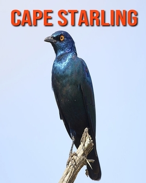 Cape Starling: Learn About Cape Starling and Enjoy Colorful Pictures by Diane Jackson