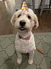 hallie_luna's profile picture
