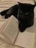 readinginelfhame's profile picture