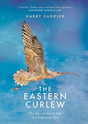 The Eastern Curlew by Harry Saddler