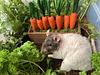 rattus_norvegicus's profile picture