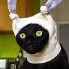 anatoli's profile picture