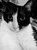caitythekitten's profile picture