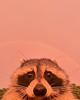 sa_lor's profile picture