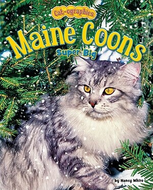 Maine Coons: Super Big by Nancy White