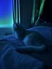 latenight_lit's profile picture