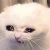 cinnamon_bagel's profile picture