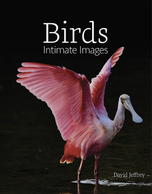 Birds: Intimate Images by David Jeffrey