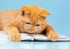 caiti_reads_books's profile picture