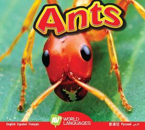 Ants by Aaron Carr