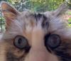 lunargiraffe's profile picture