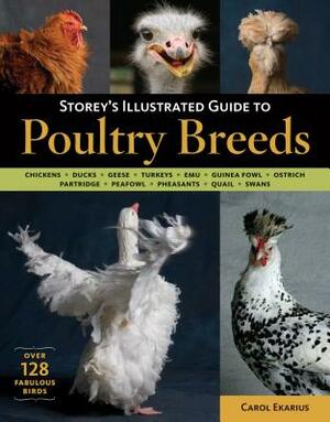 Storey's Illustrated Guide to Poultry Breeds: Chickens, Ducks, Geese, Turkeys, Emus, Guinea Fowl, Ostriches, Partridges, Peafowl, Pheasants, Quails, S by Carol Ekarius