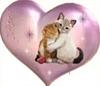 metalkitty's profile picture