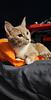 anna_mk_nowak's profile picture