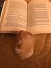 ratreaders's profile picture