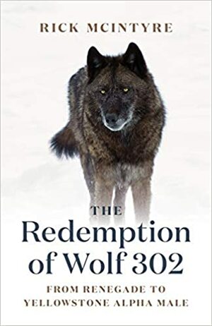 The Redemption of Wolf 302: From Renegade to Yellowstone Alpha Male by Rick McIntyre
