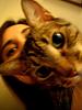 isalavinia's profile picture
