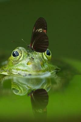 Frog and a Friend: There Are Over 20,000 Species of Butterflies in the World. by Planners and Journals