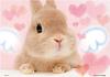 knightbunnie's profile picture