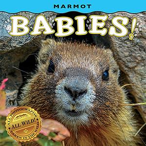 Marmot Babies! by Farcountry Press