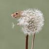 groovyfrood's profile picture