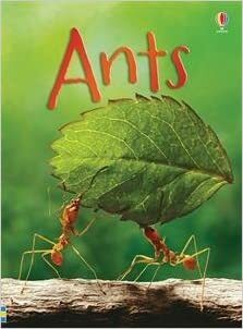 Ants by Lucy Bowman