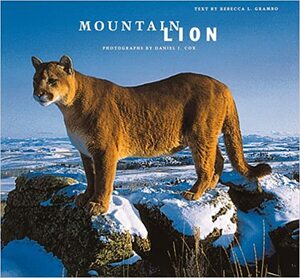 Mountain Lion by Daniel J. Cox