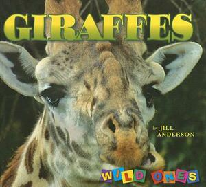 Giraffes by Jill Anderson