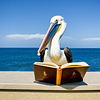 pensivepelican's profile picture