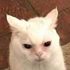 roseknows124's profile picture