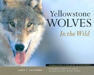 Yellowstone Wolves in the Wild by James C. Halfpenny