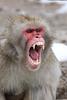 angrysnwmnky's profile picture