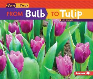 From Bulb to Tulip by Lisa Owings