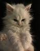 pseudoliterature's profile picture