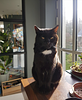abbie_cu's profile picture