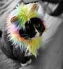greygryph's profile picture